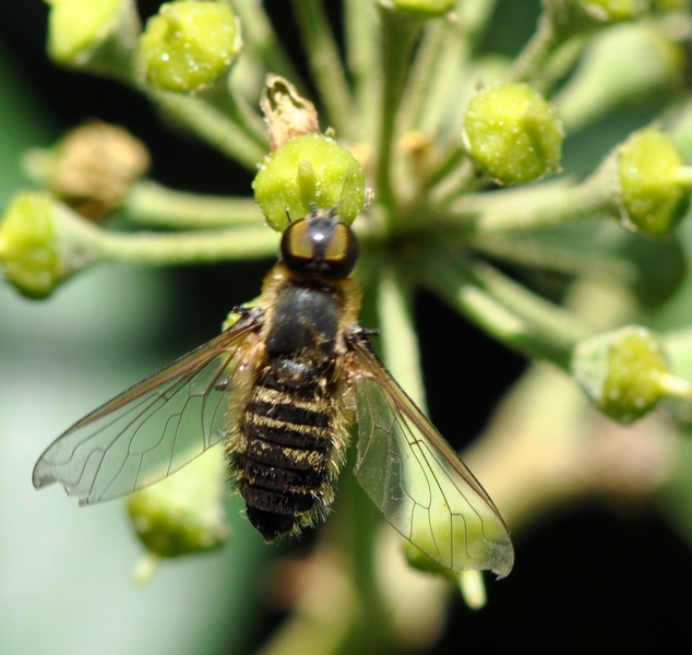 Bombyliidae